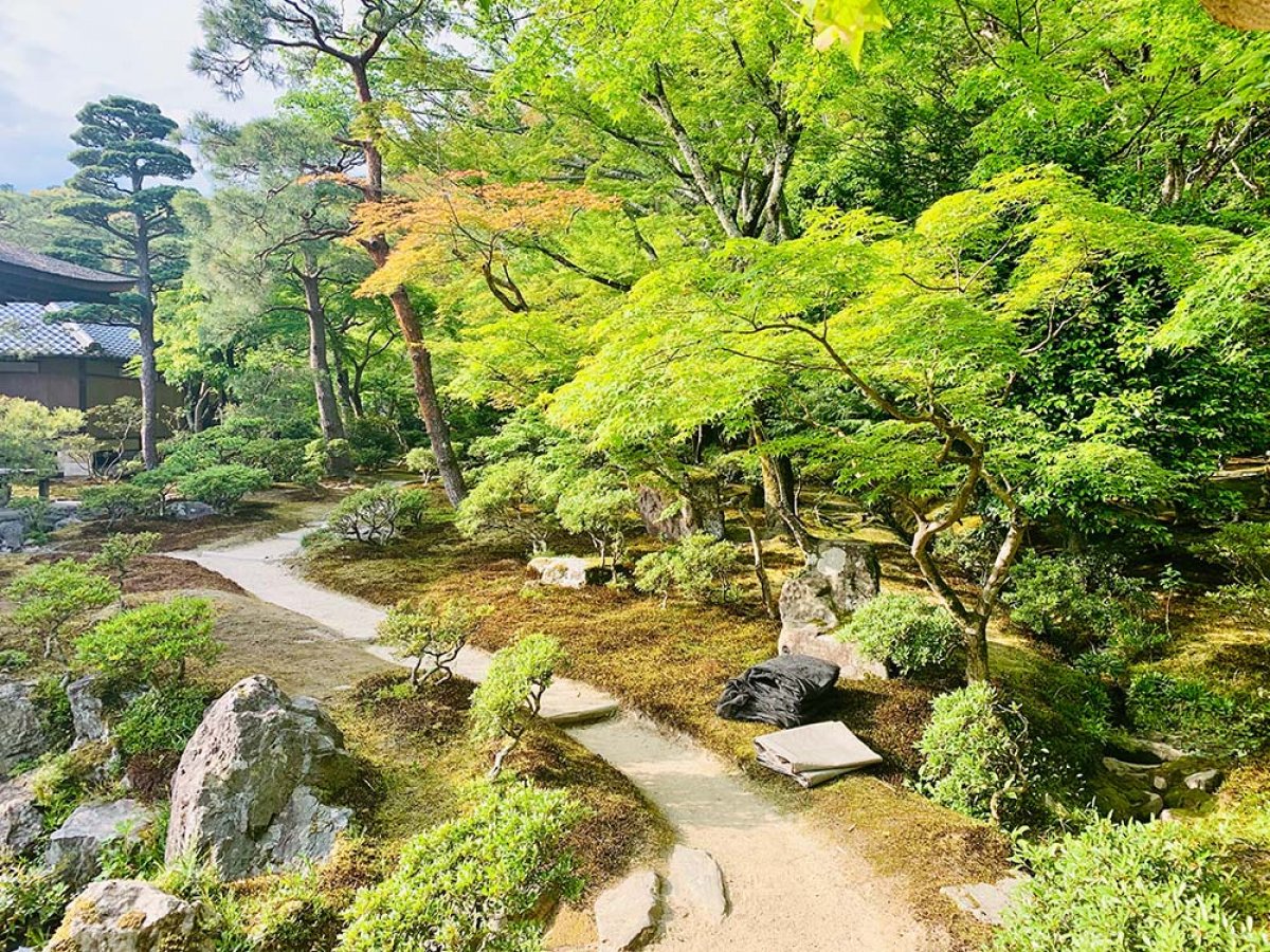 path through trees