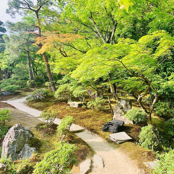 path through trees