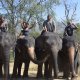 people riding elephants